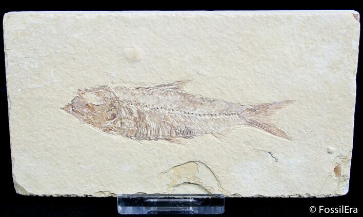 Nicely Preserved Knightia Fossil Fish #2565